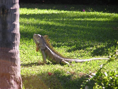 Iguana